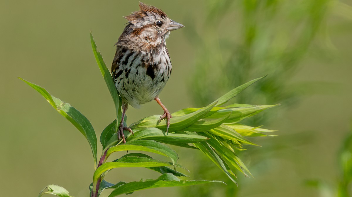 Song Sparrow - ML638508120