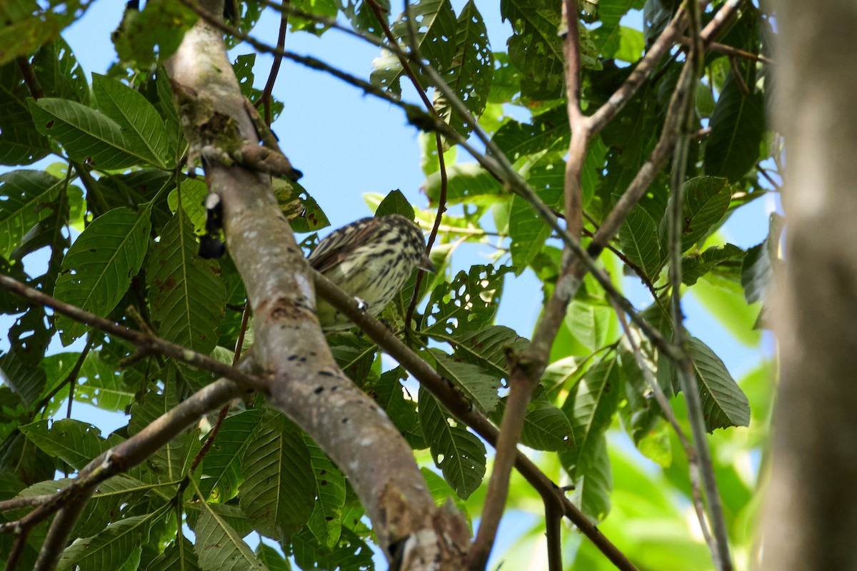 Streaked Flycatcher - ML638508143