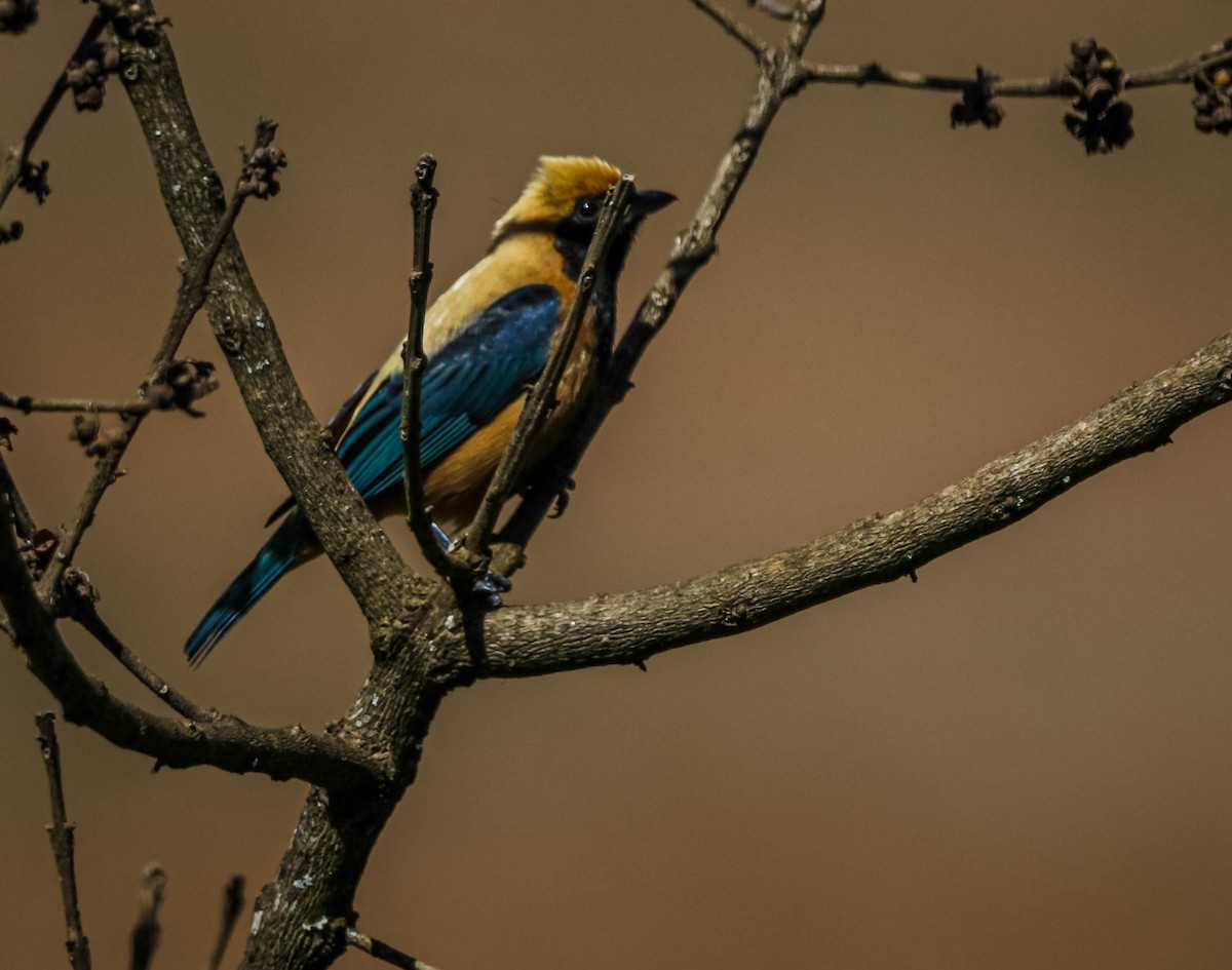 Burnished-buff Tanager - ML638508146