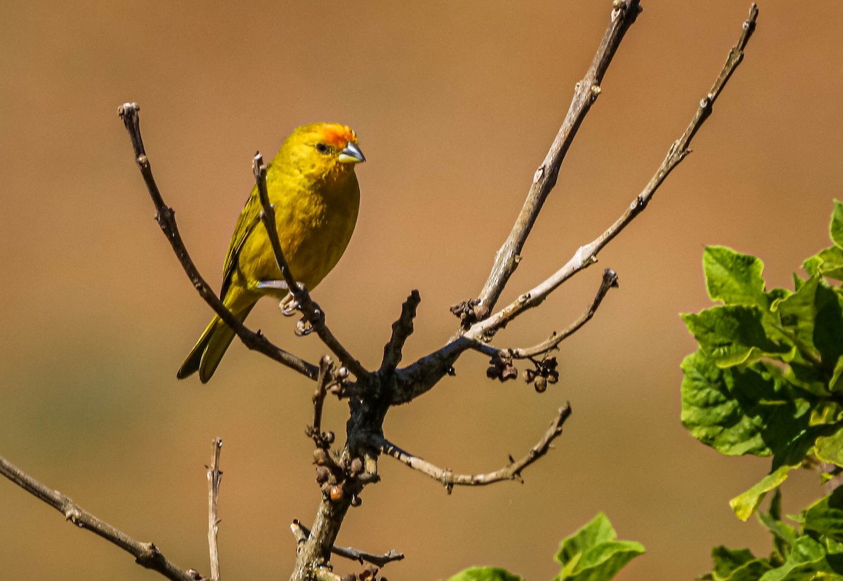 Saffron Finch - ML638508150