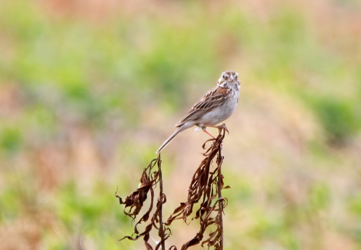 Vesper Sparrow - ML638508173