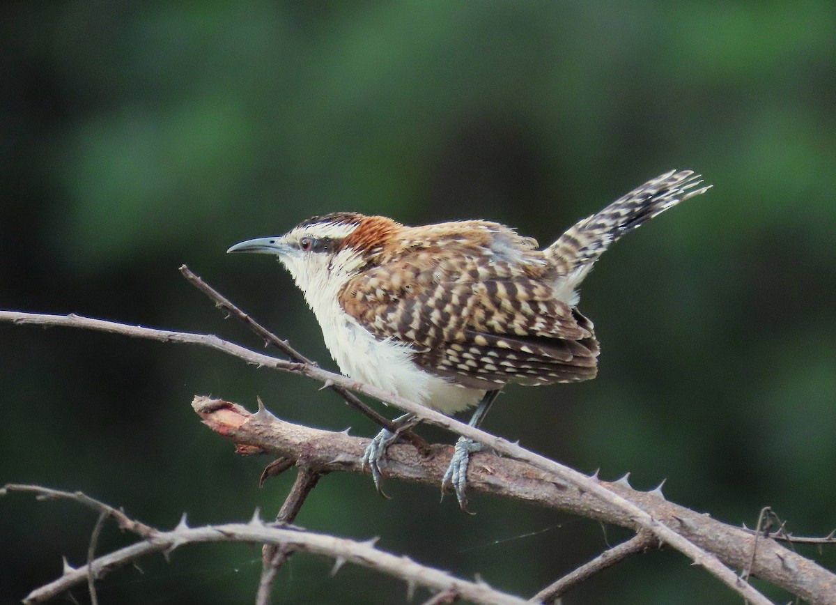 Rufous-backed Wren - ML638508182