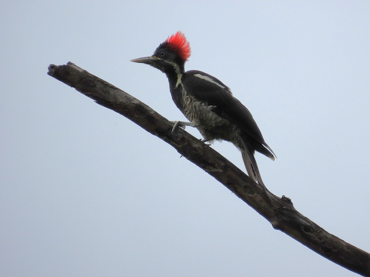 Lineated Woodpecker - ML638508203