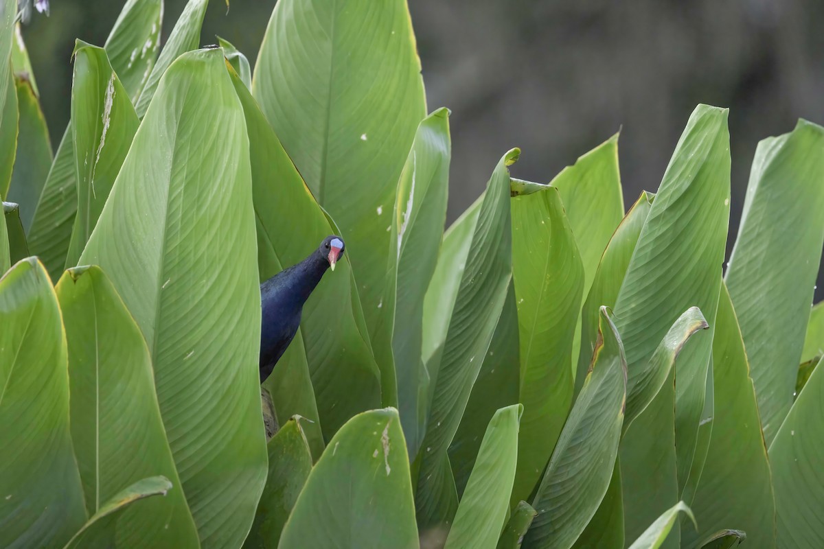 Purple Gallinule - ML638508210