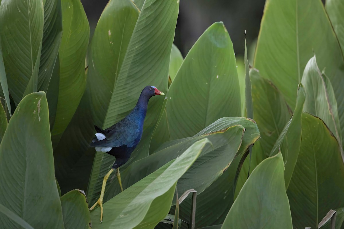 Purple Gallinule - ML638508211