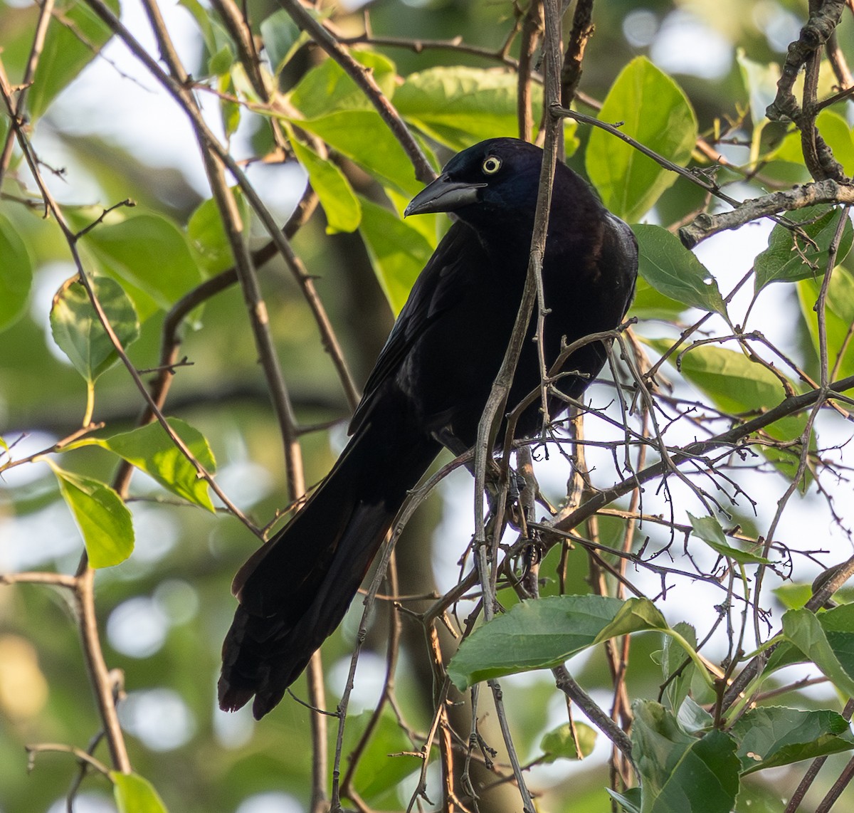 Common Grackle - ML638508232