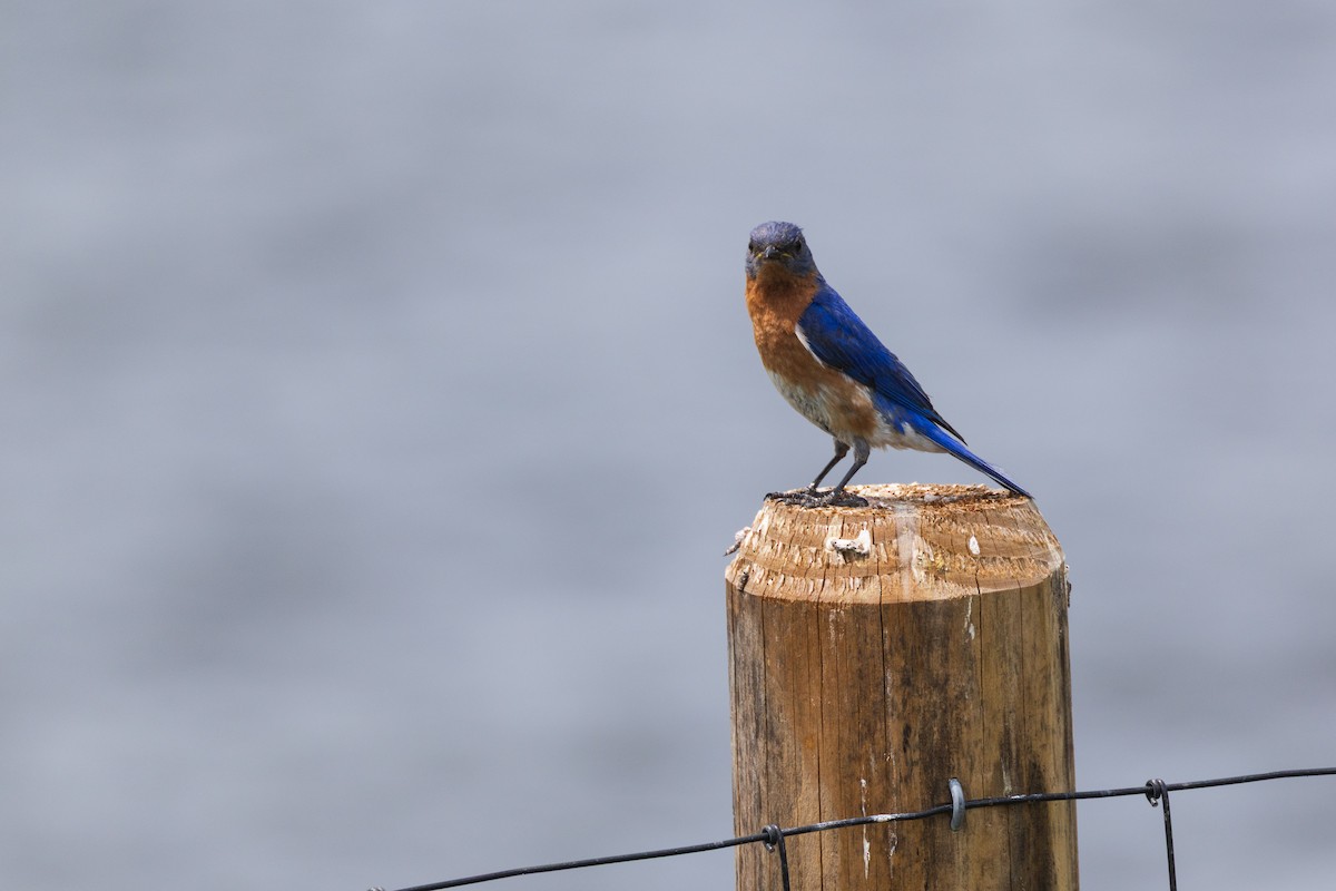 Eastern Bluebird - ML638508234