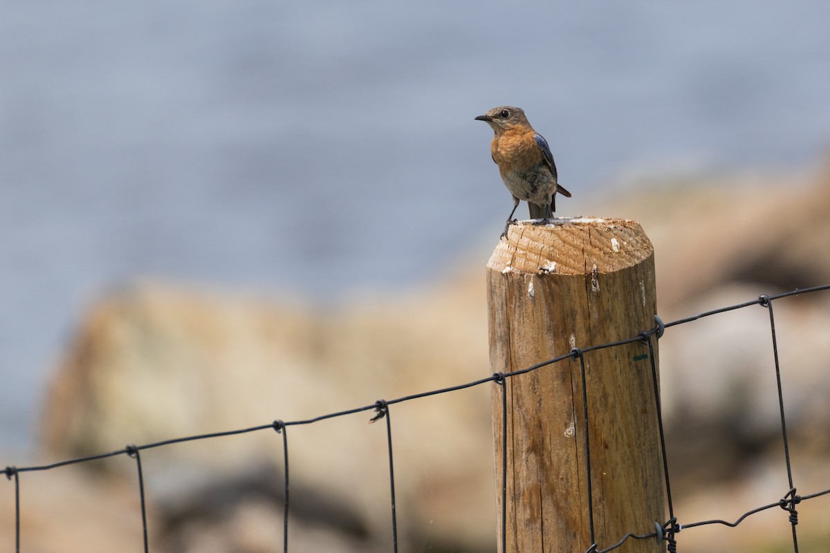 Eastern Bluebird - ML638508235