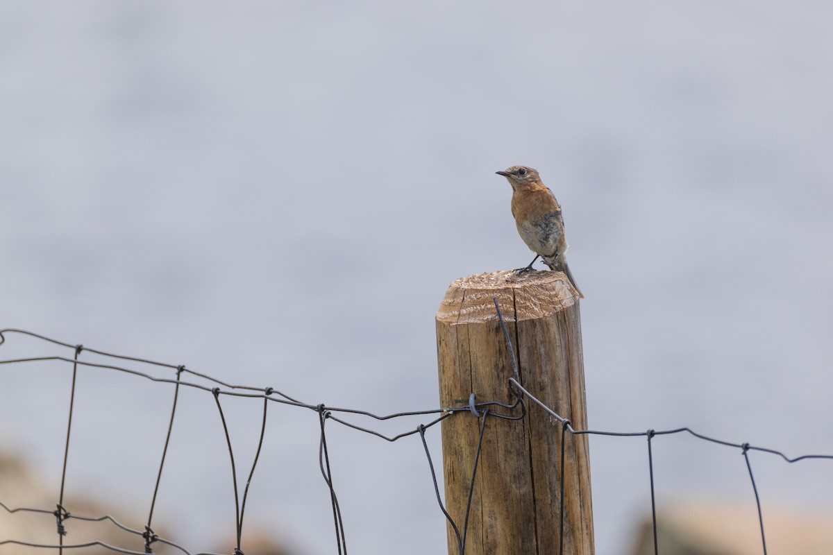 Eastern Bluebird - ML638508241