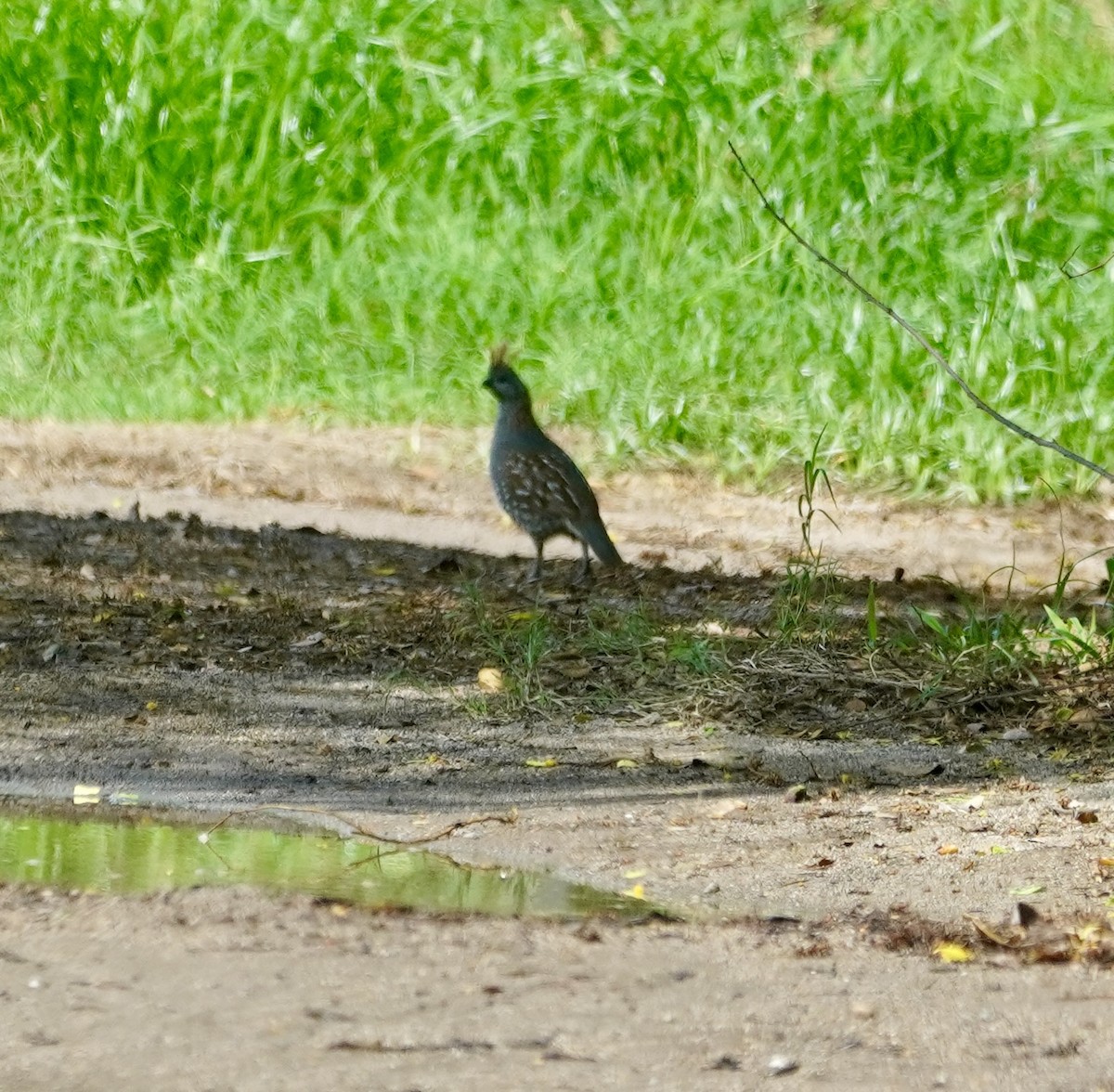 Elegant Quail - ML638508269
