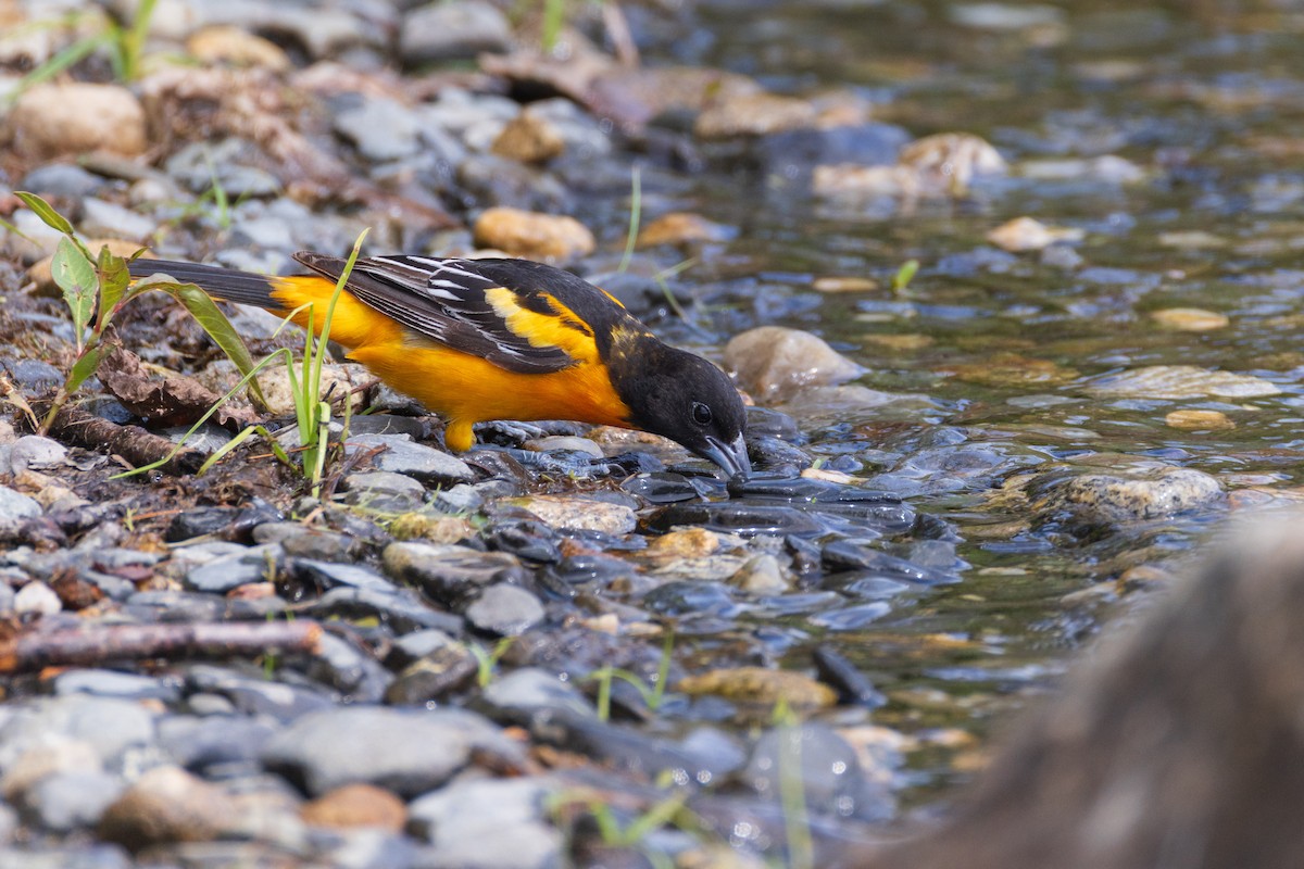 Baltimore Oriole - ML638508281