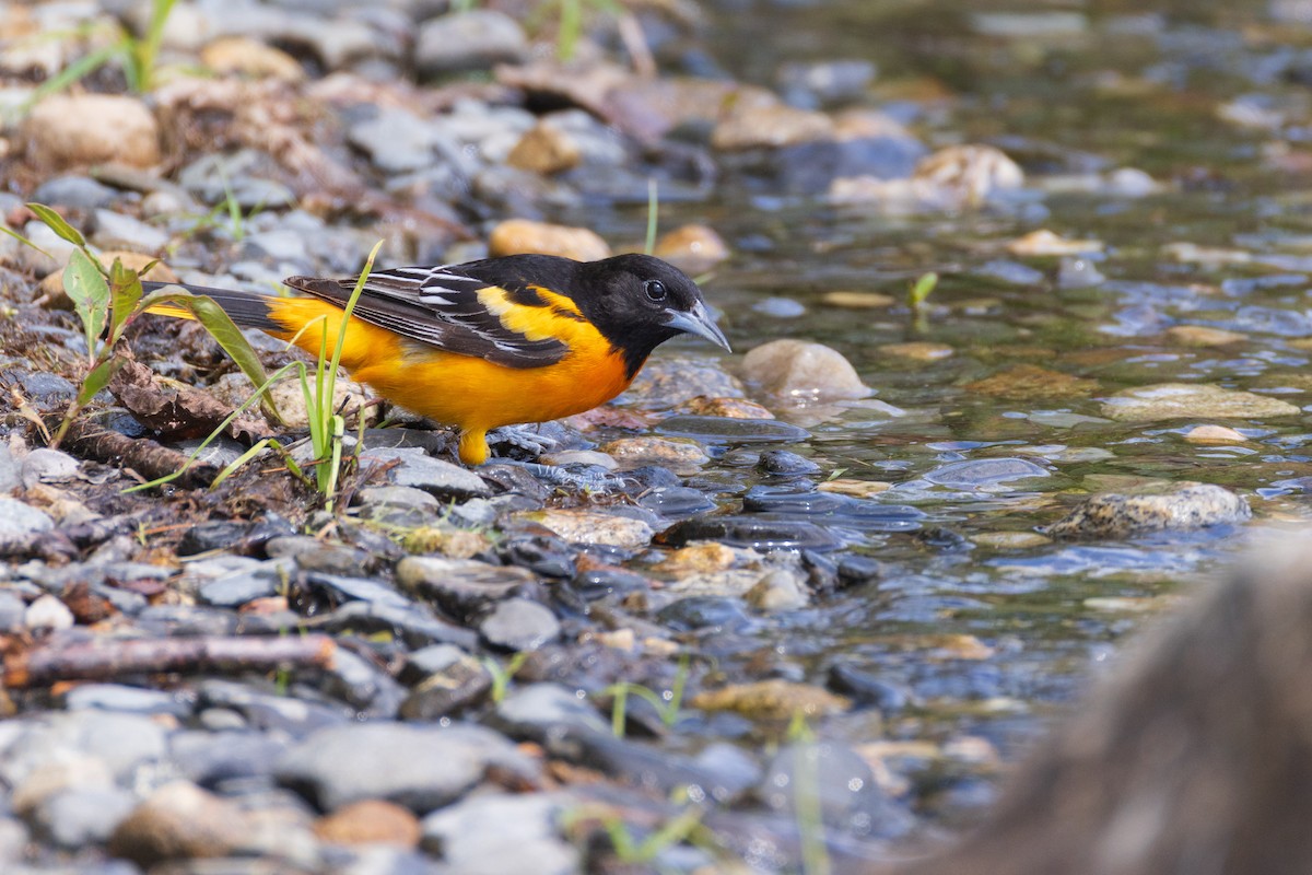 Baltimore Oriole - ML638508283