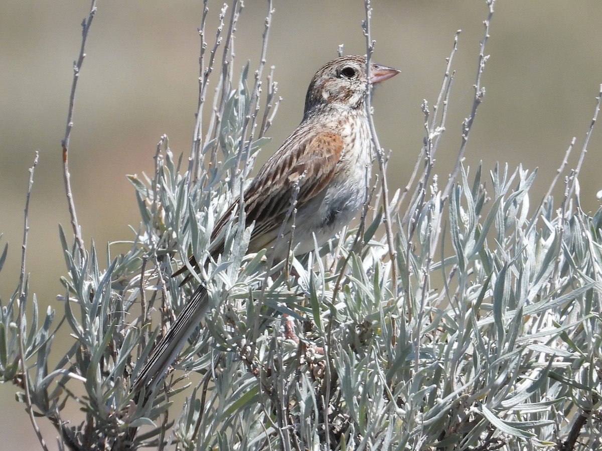 Vesper Sparrow - ML638508309