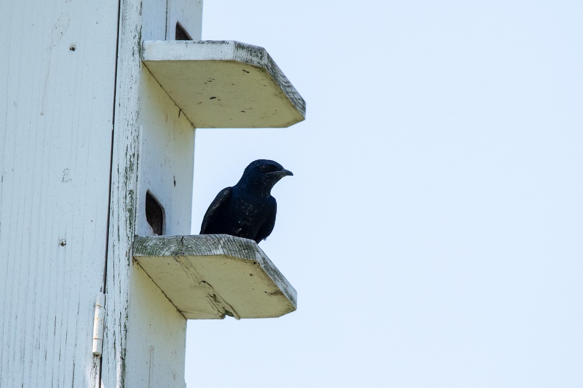 Purple Martin - ML638508314