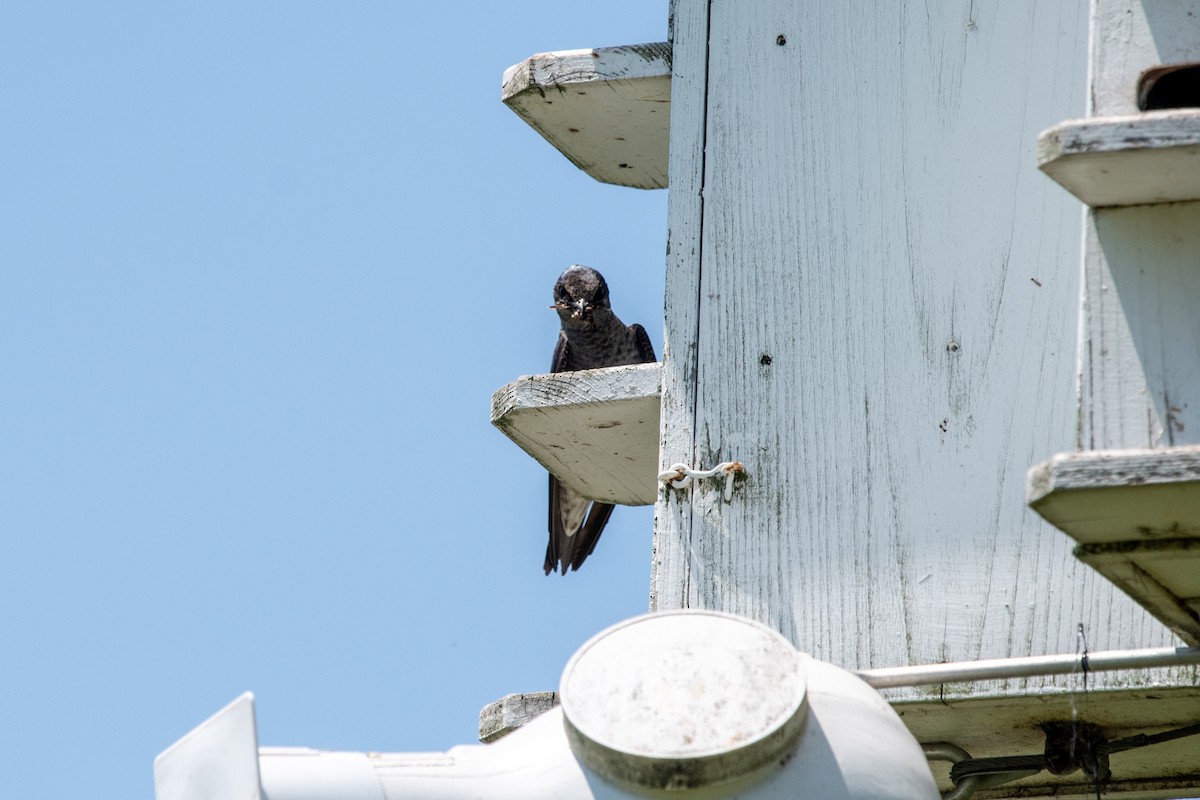 Purple Martin - ML638508315