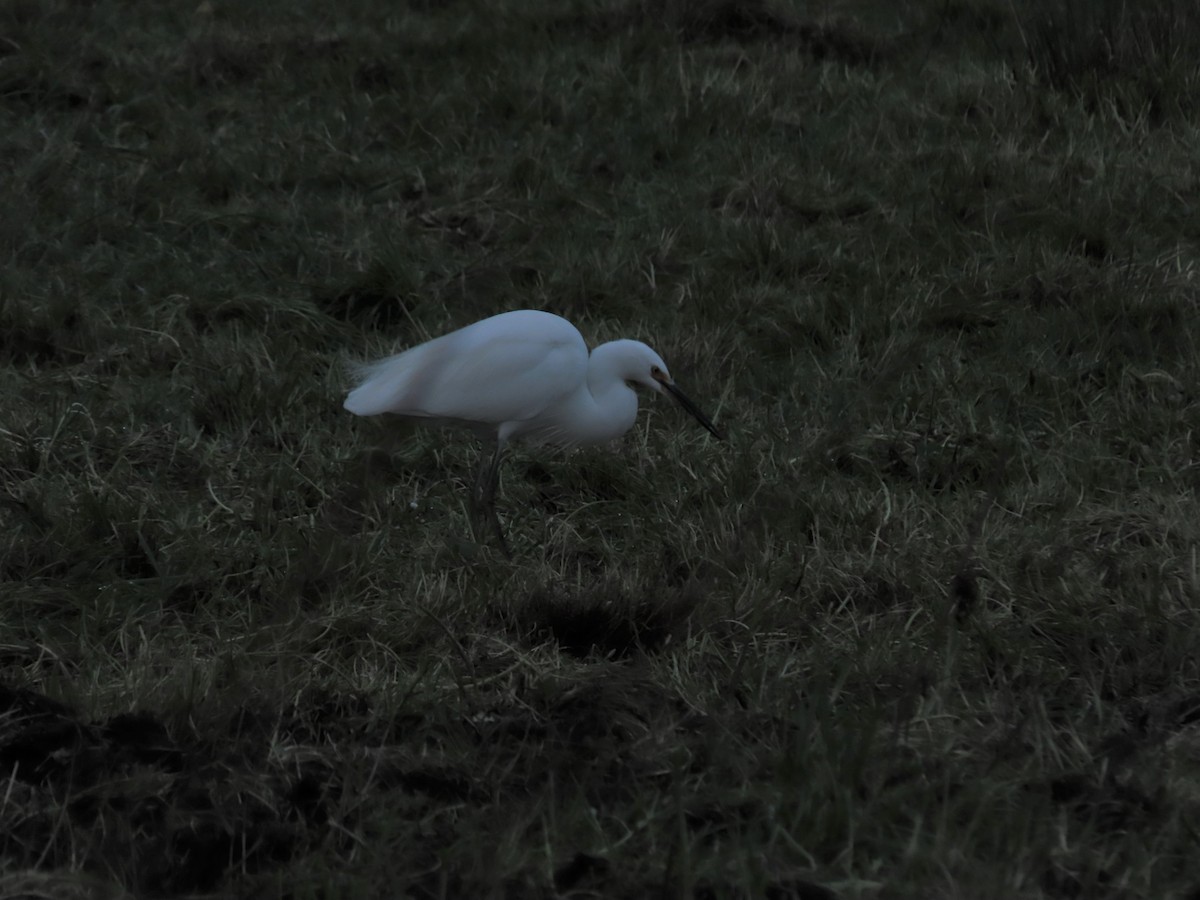 Little Egret - ML638508324