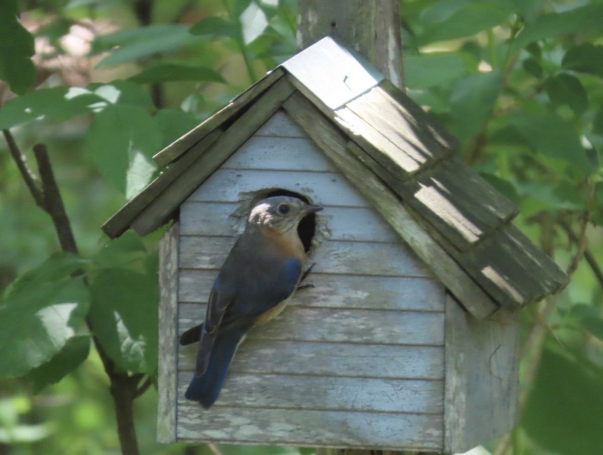 Eastern Bluebird - ML638508336
