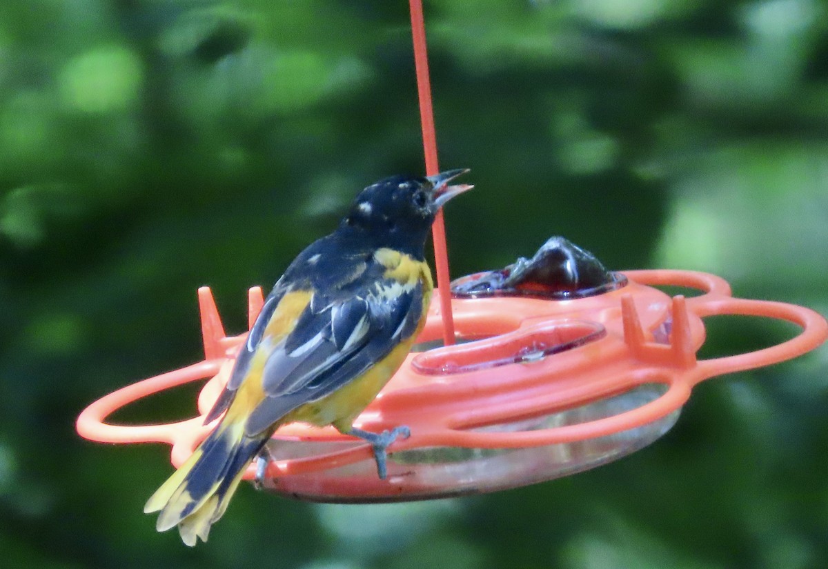 Baltimore Oriole - ML638508346