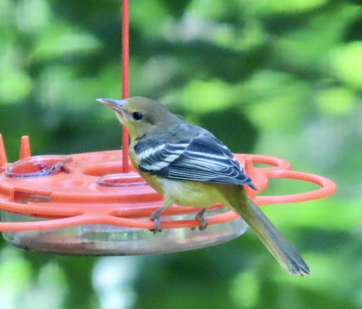 Baltimore Oriole - ML638508347