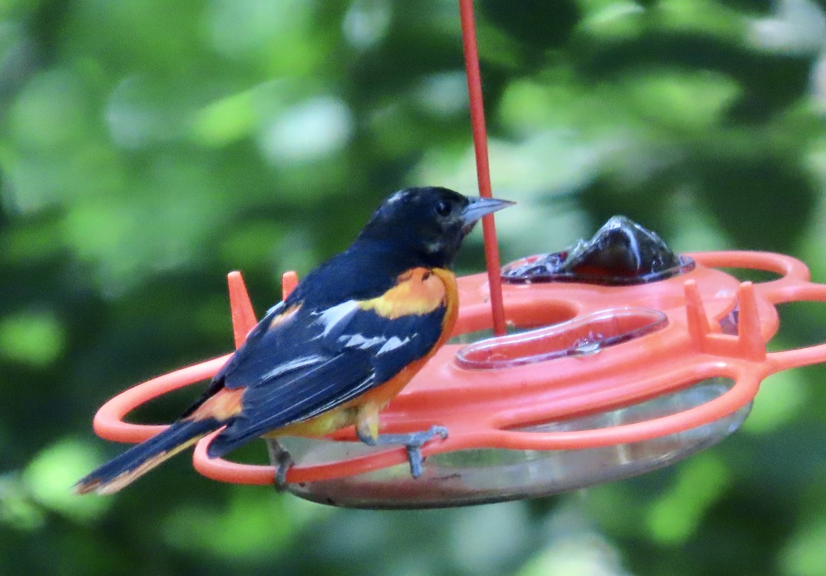 Baltimore Oriole - ML638508349