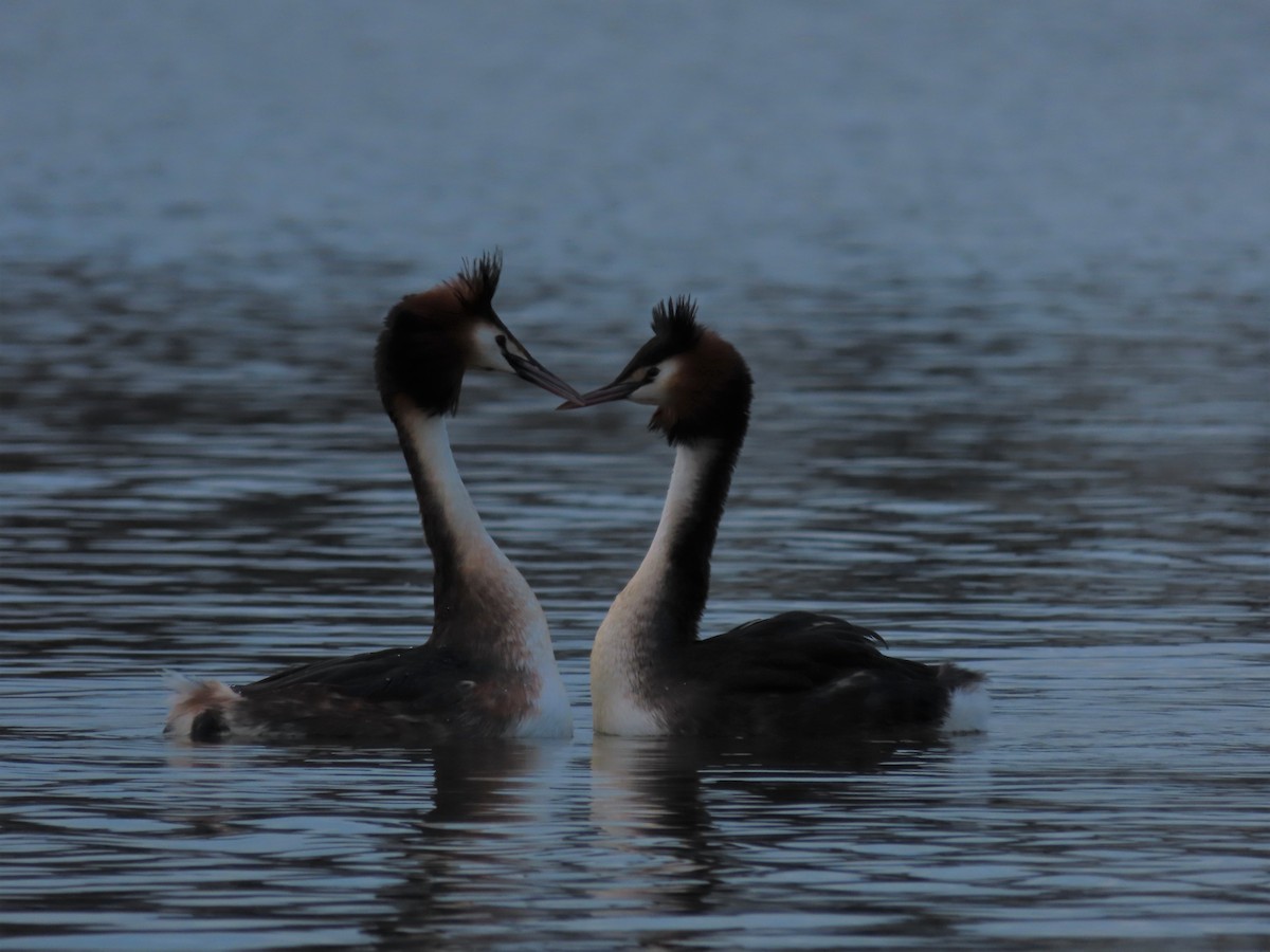 Great Crested Grebe - ML638508359