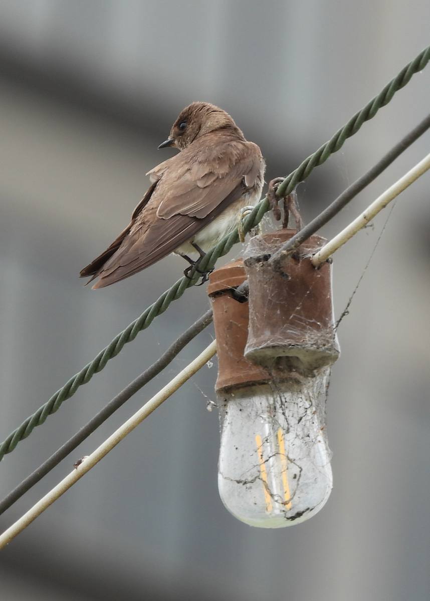 Northern Rough-winged Swallow - ML638508360