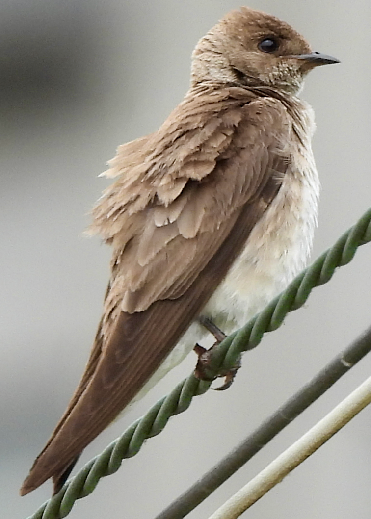 Northern Rough-winged Swallow - ML638508361