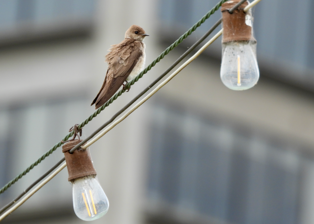 Northern Rough-winged Swallow - ML638508362