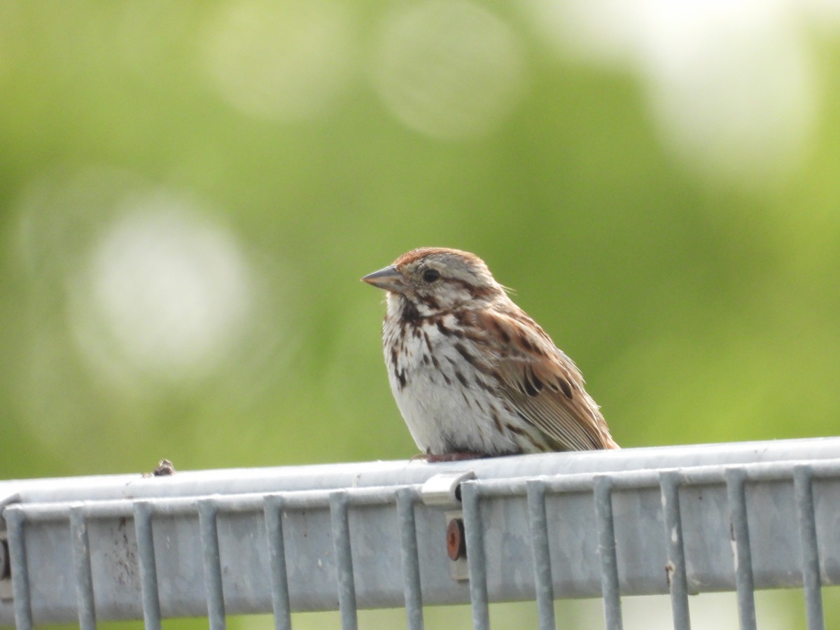 Song Sparrow - ML638508380
