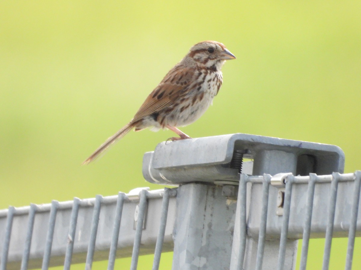 Song Sparrow - ML638508382