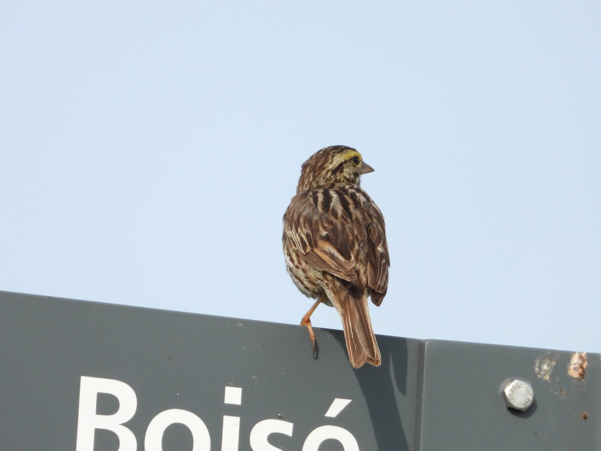 Savannah Sparrow - ML638508398