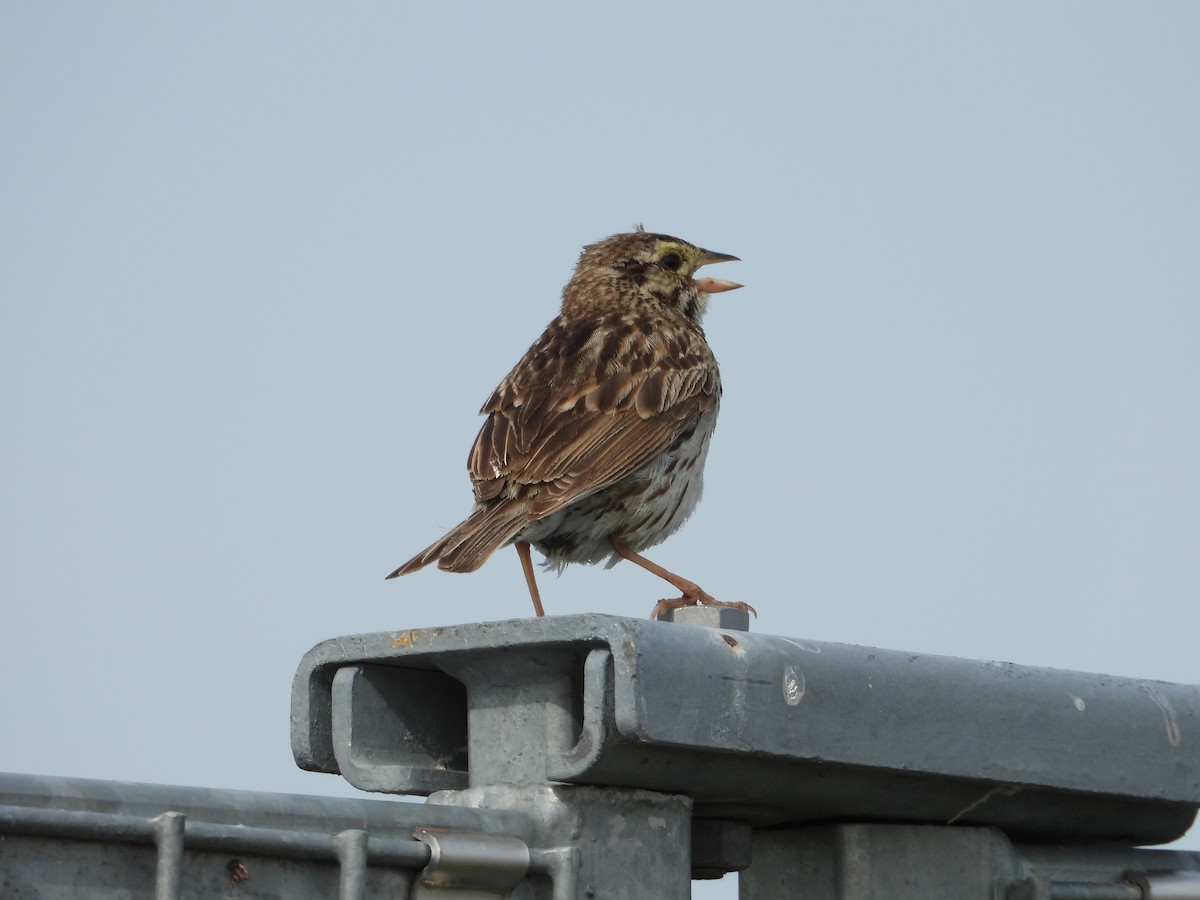 Savannah Sparrow - ML638508402