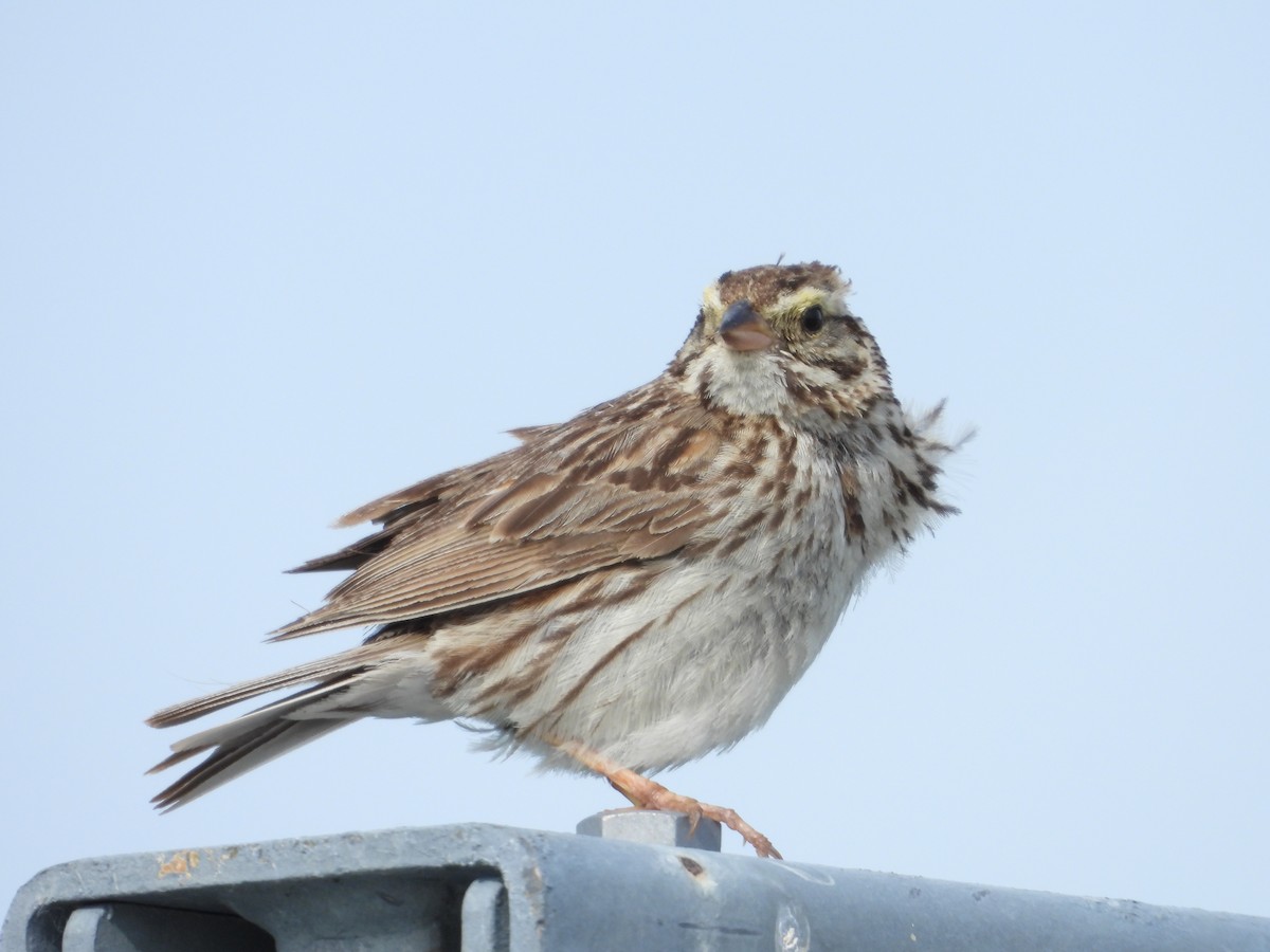 Savannah Sparrow - ML638508403