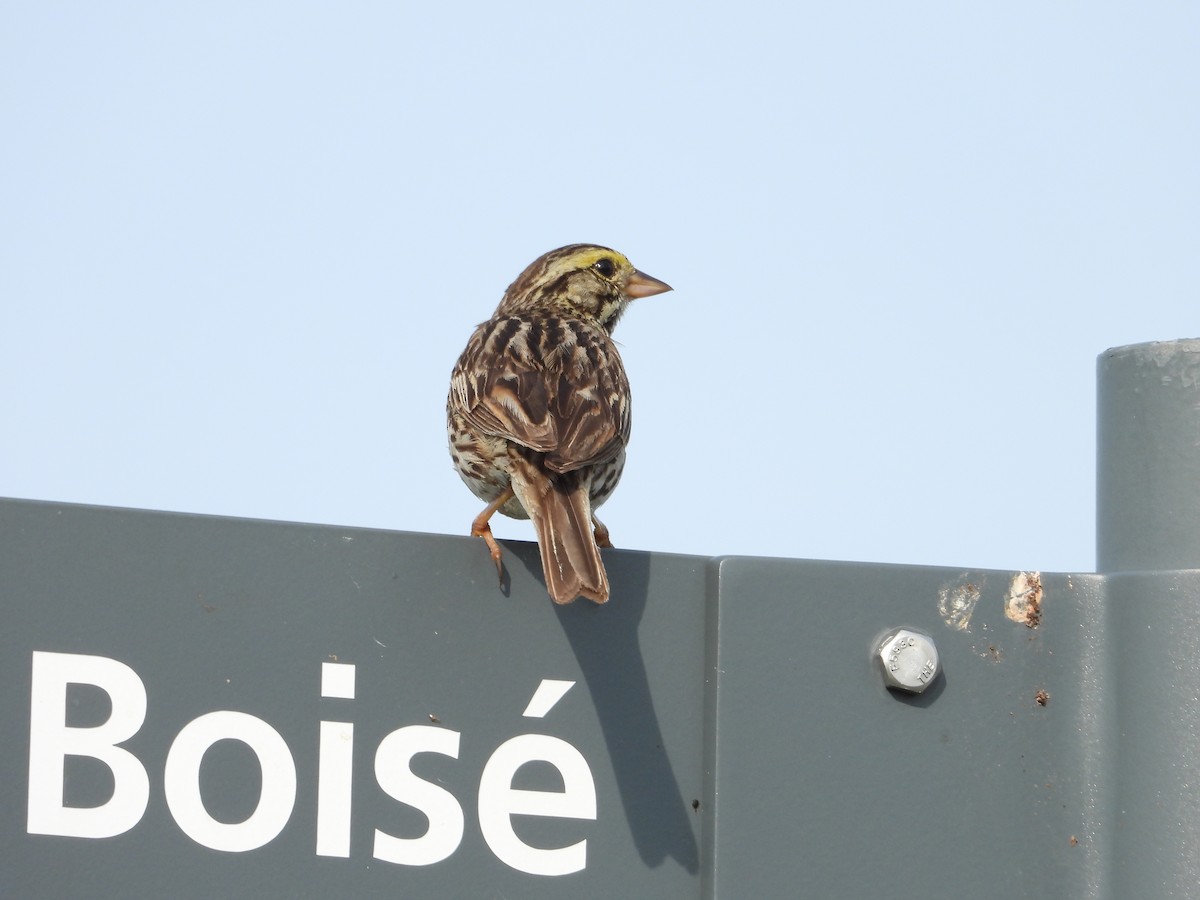 Savannah Sparrow - ML638508404