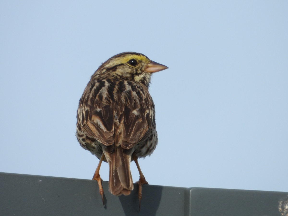Savannah Sparrow - ML638508405