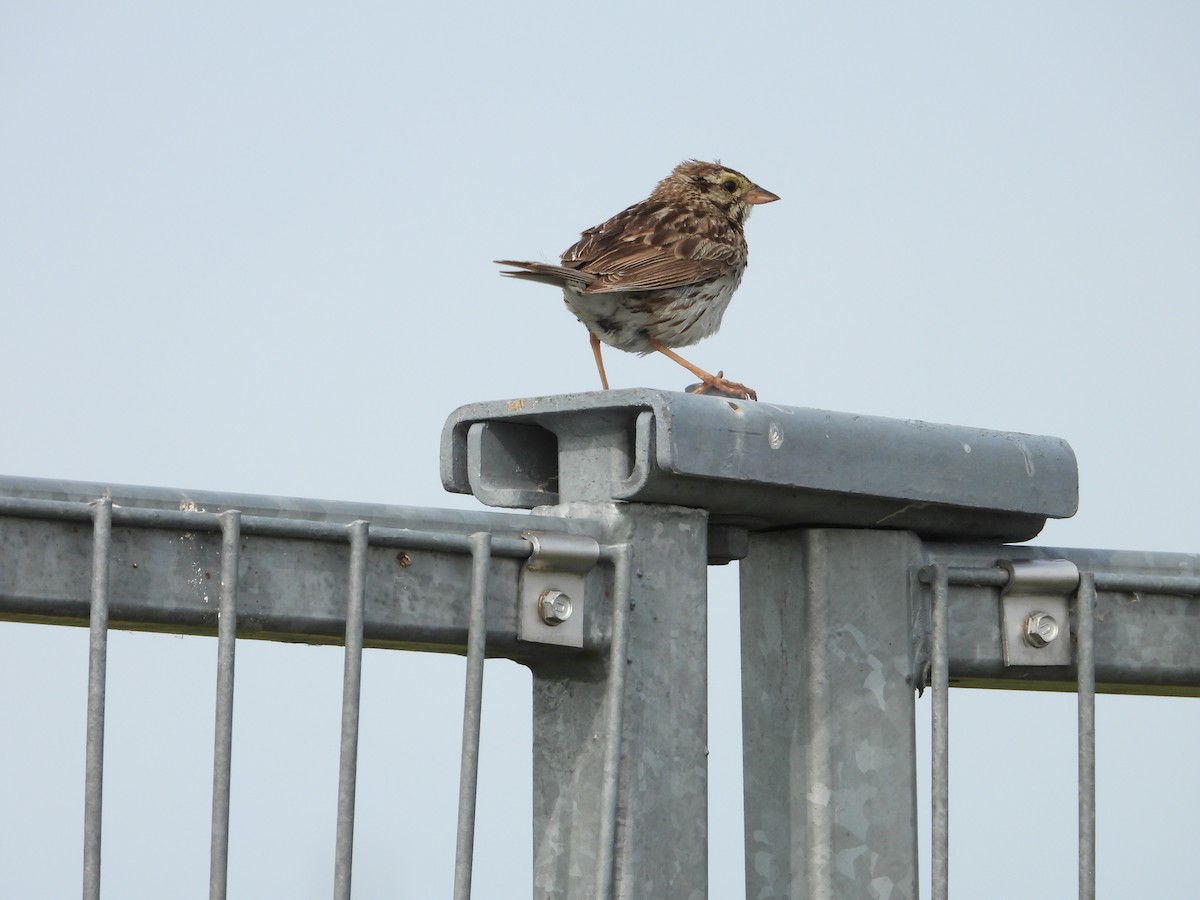 Savannah Sparrow - ML638508406