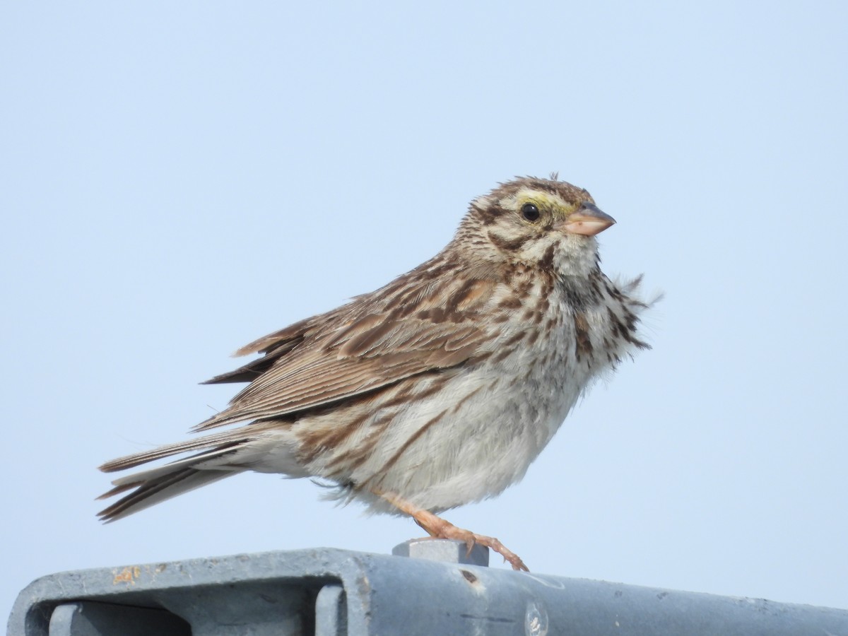 Savannah Sparrow - ML638508407