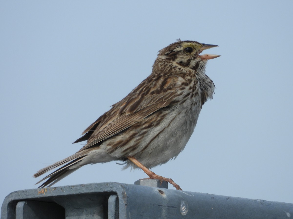 Savannah Sparrow - ML638508408