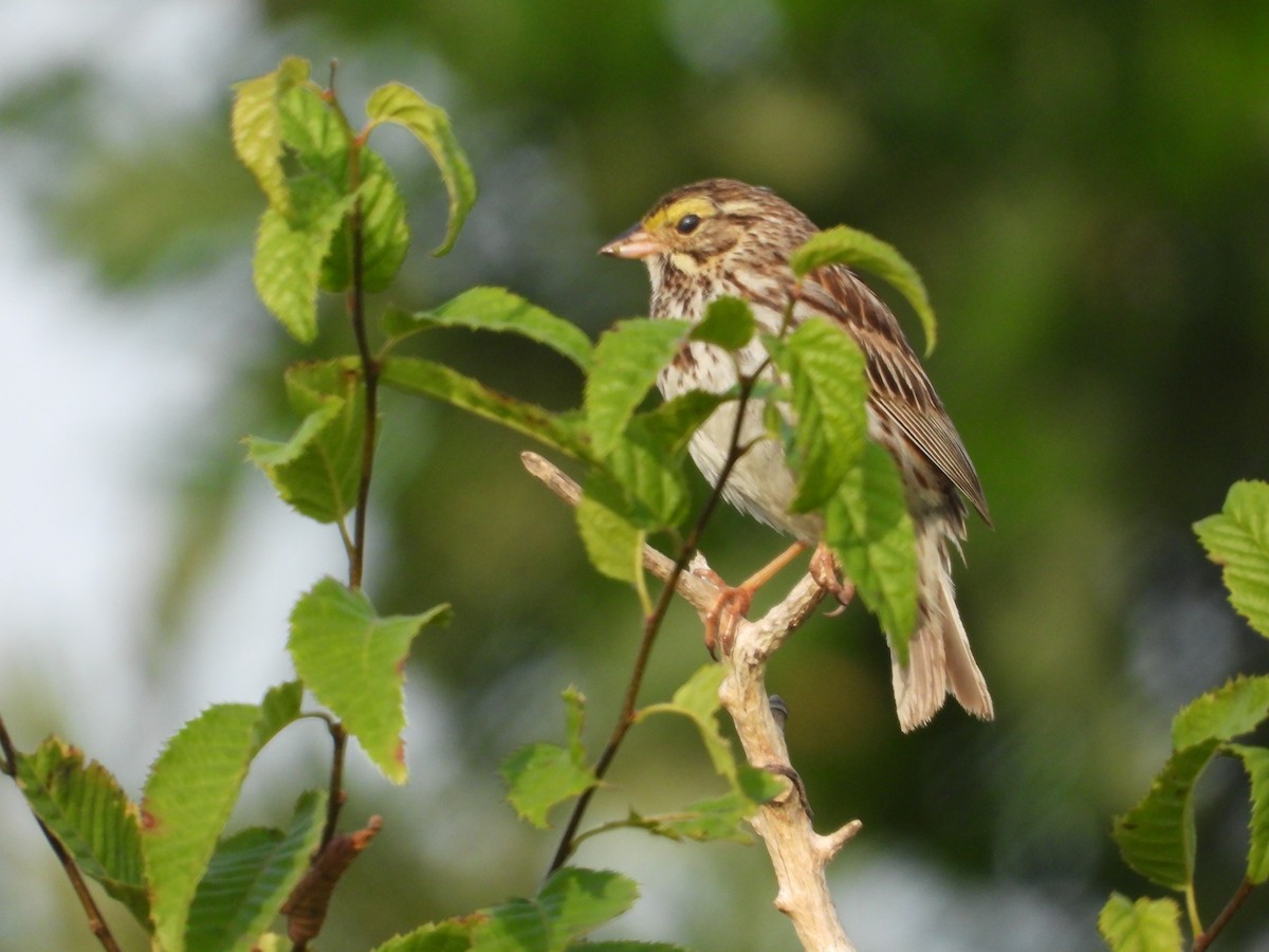 Savannah Sparrow - ML638508409