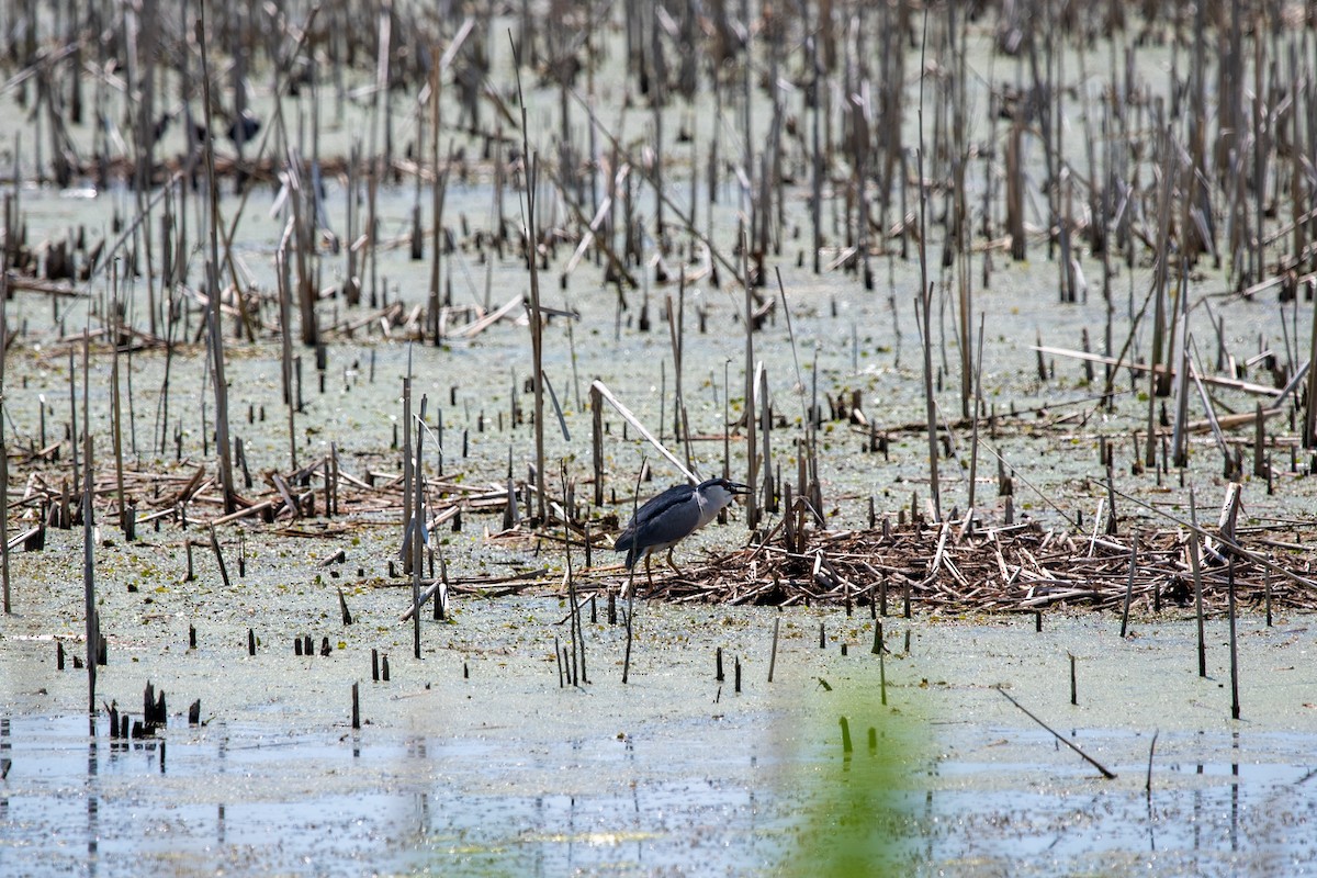 Black-crowned Night Heron - ML638508413
