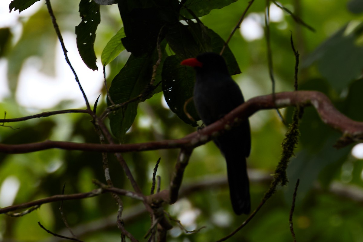 Black-fronted Nunbird - ML638508415