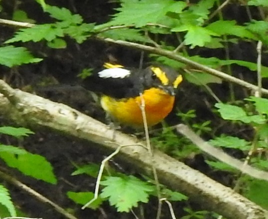 Narcissus Flycatcher - ML638508416