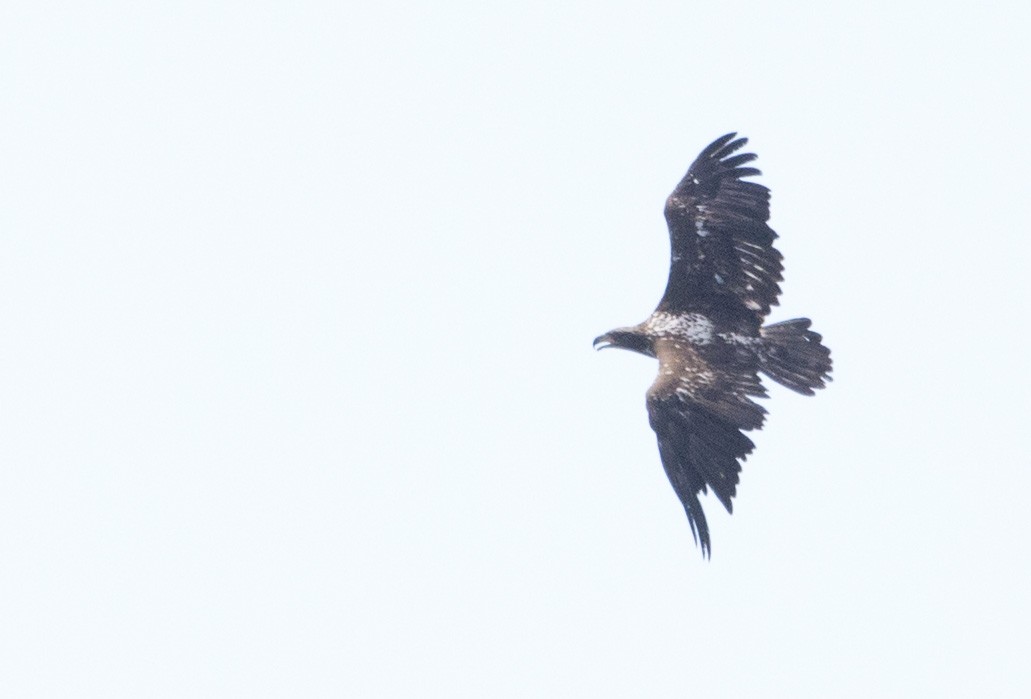 Bald Eagle - ML638508420