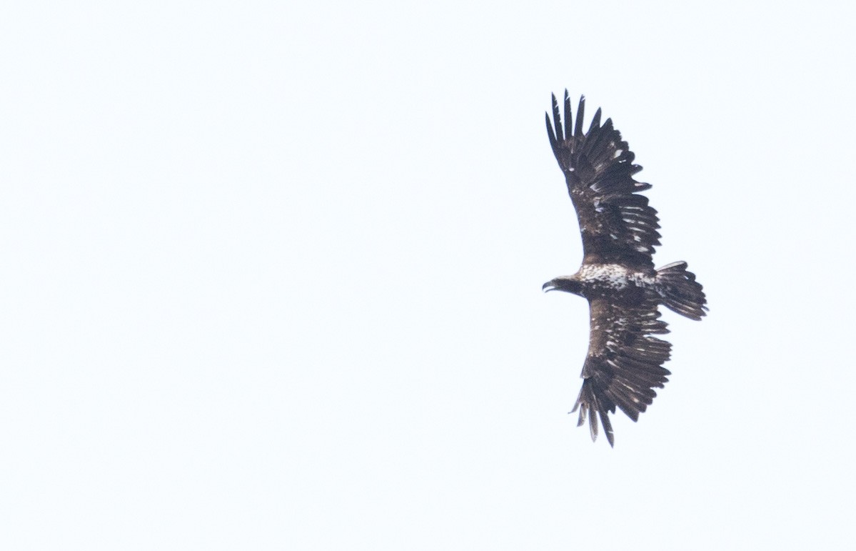 Bald Eagle - ML638508422