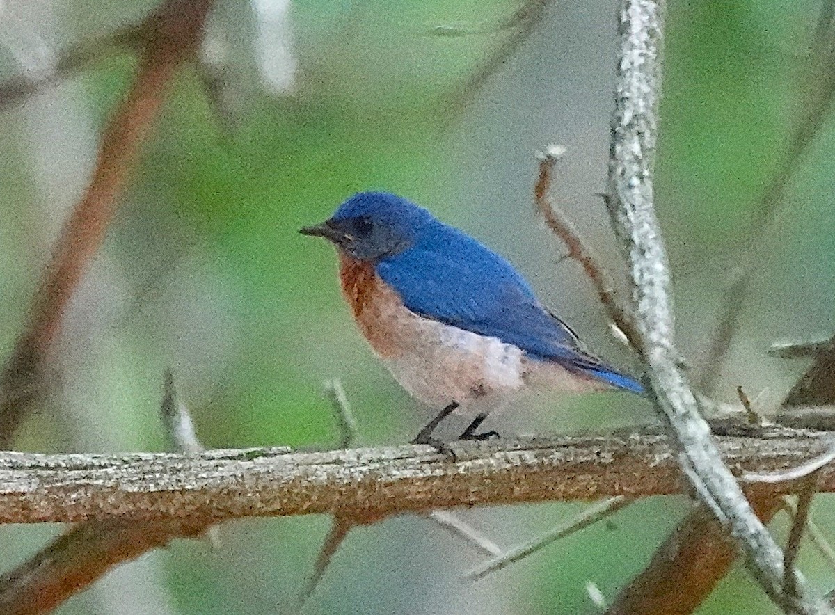 Eastern Bluebird - ML638508423