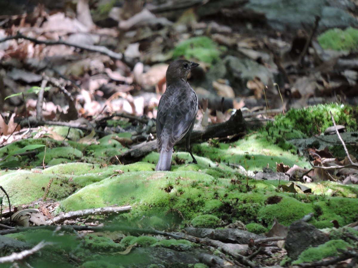 Brown-headed Cowbird - ML638508425