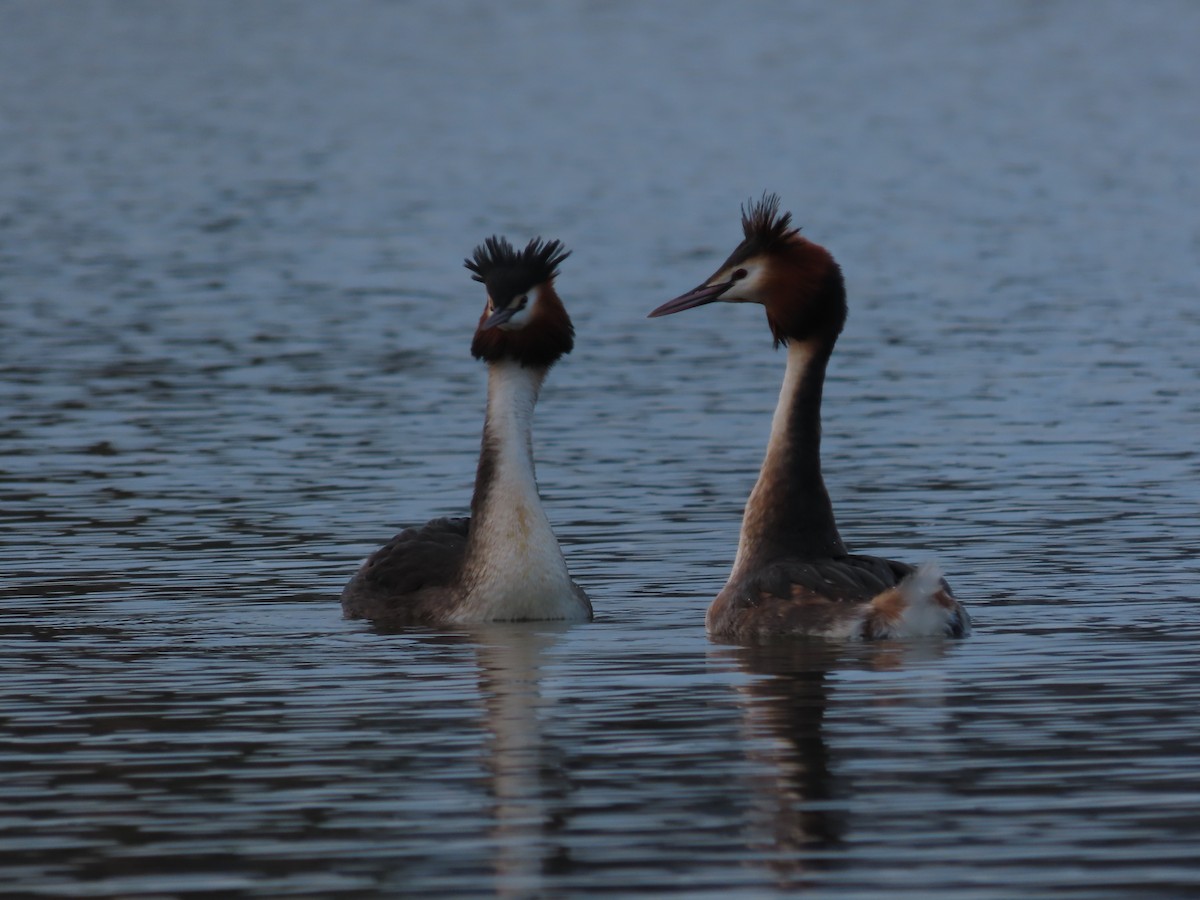 Great Crested Grebe - ML638508427