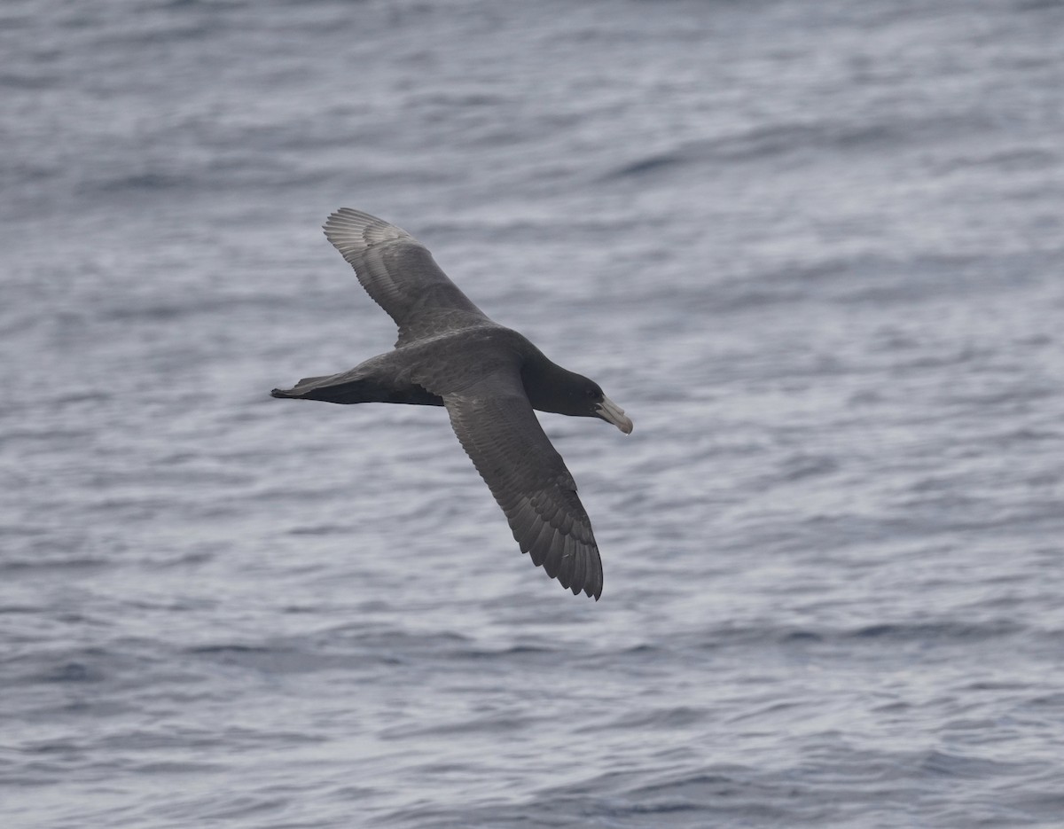 Northern Giant-Petrel - ML638508429
