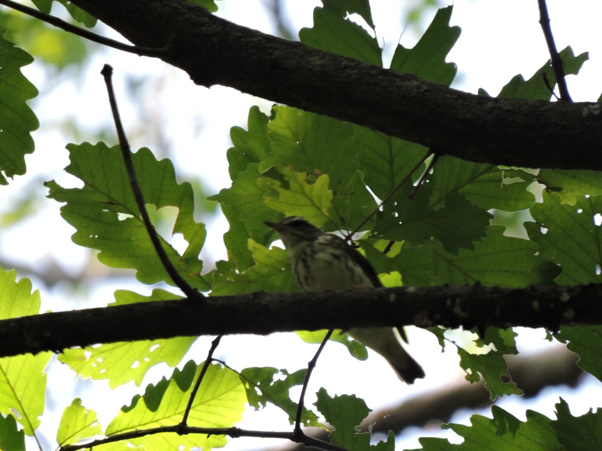 Louisiana Waterthrush - ML638508433