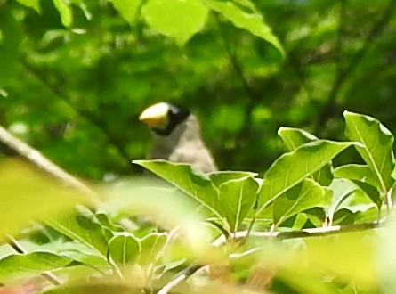 Japanese Grosbeak - ML638508434